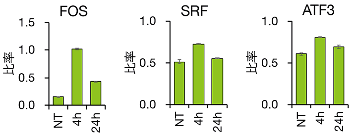 図2 α-グルコシルルチンによるIEGの誘導 α-グルコシルルチンをiPS細胞に作用させ、IEGであるFOS、SRF、ATF3の発現をリアルタイムPCRにより調べた。50 µM α-グルコシルルチン処理4時間後に増加したIEGは、24時間後には低下しており、IEG応答が起こっている。