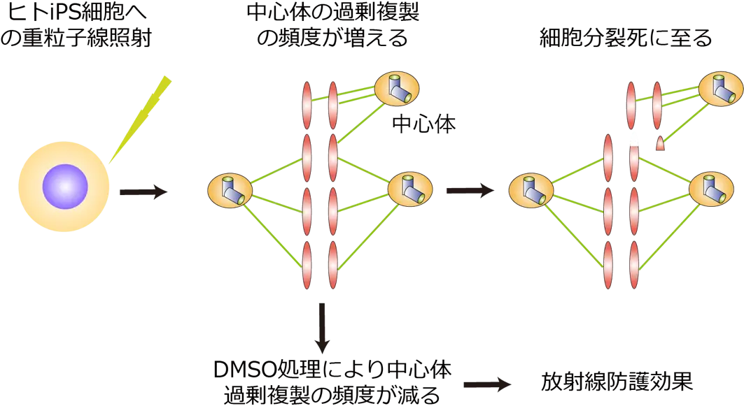 図1. 重粒子線による中心体過剰複製とDMSOによる防護効果