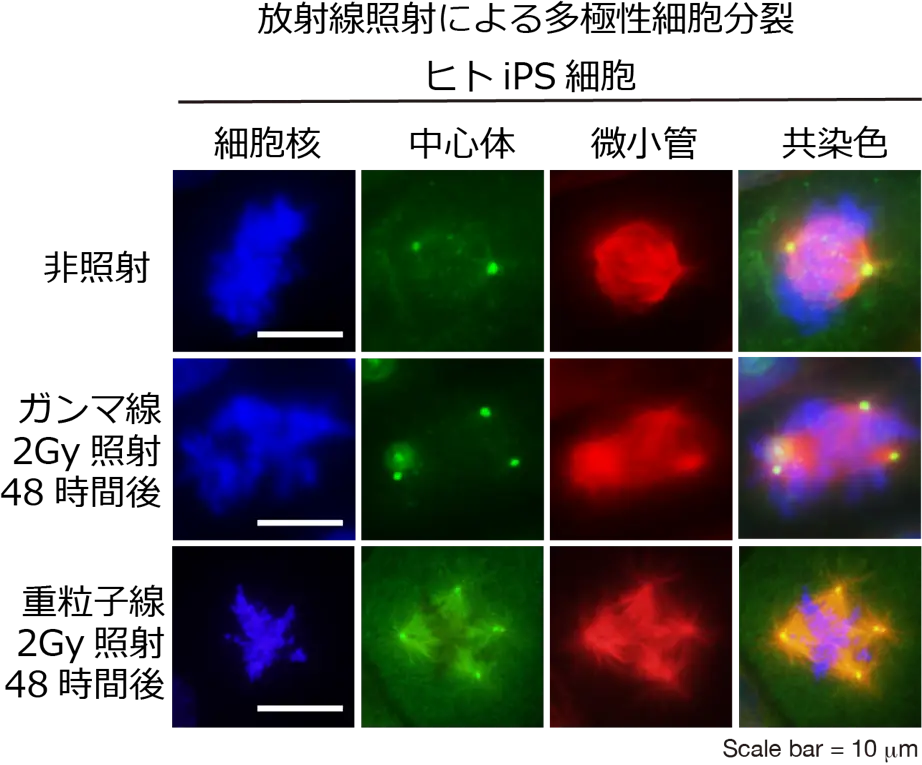 図3. 免疫染色によりヒトiPS細胞の細胞核（DAPI: 青）、中心体（pericentirn: 緑）、微小管（α-tubulin: 赤）を染色した。放射線照射により増加した中心体が原因で多極性細胞分裂が生じている。