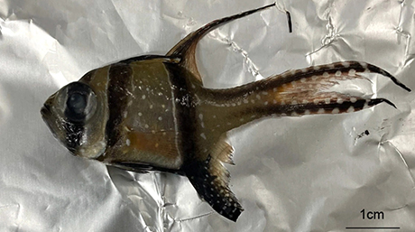 耳石が語る魚のエネルギー消費の履歴