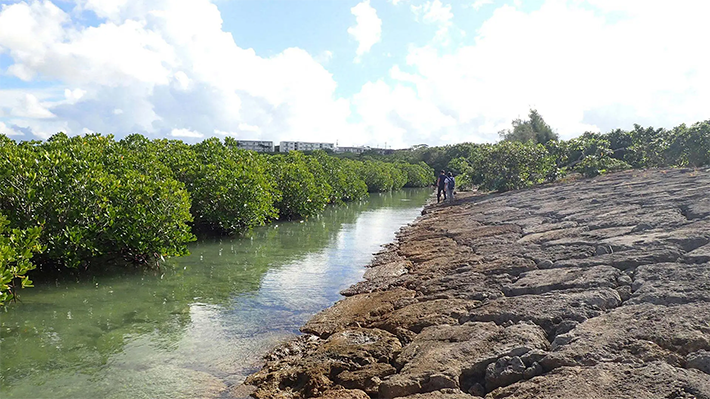 Miyako Island, where mangrove forests coexist with coastal structures such as breakwaters and embankments