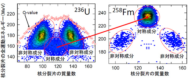 236Uと258Fmに対して計算した核分裂片の質量数（横軸）と全運動エネルギー（TKE、縦軸）の相関図