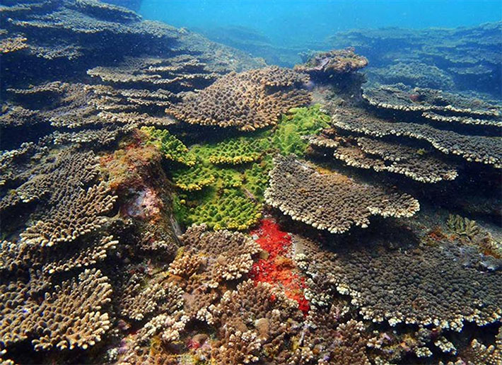 20-30年前には海藻類が繁っていた場所が今は様々な種のサンゴで覆われている（宮崎県・串間市）撮影：グリートダイバーズ 福田道喜氏