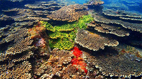 和歌山以南の温帯域が準絶滅危惧種のサンゴの避難場所として機能
